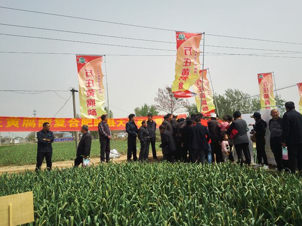 培肥養地奪高產 不妨試試黃腐酸 ——久久99九九精品久久久久蜜桃新肥科技有限公司河南睢縣大蒜觀摩會